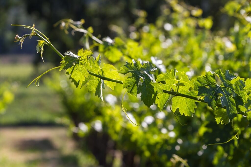 New Spring Growth on a Grape Vine