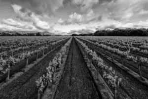 Black and white vineyard rows with cloudy sky