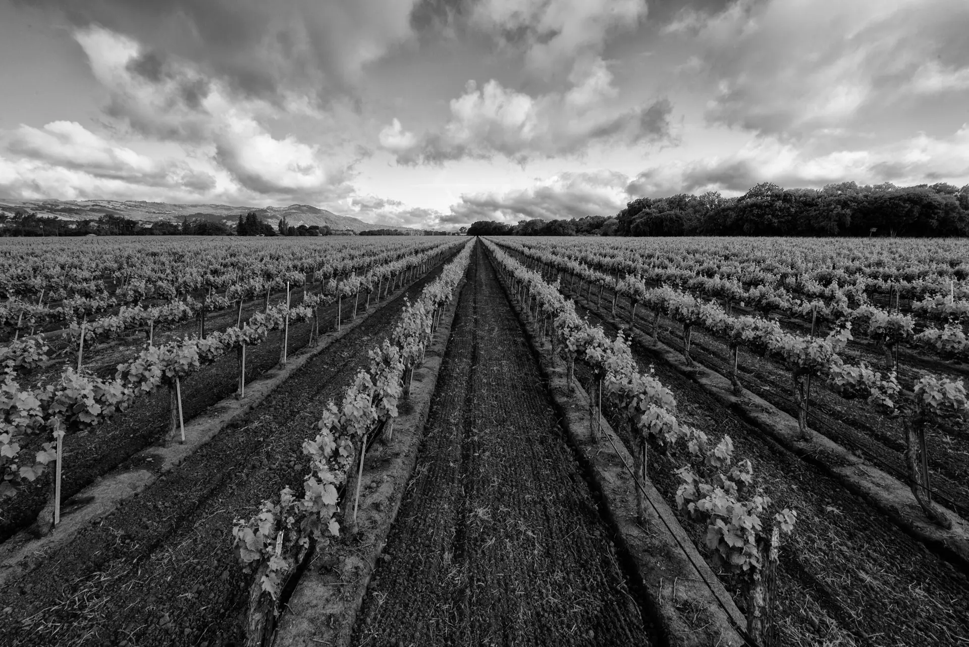 Black and white vineyard rows with cloudy sky