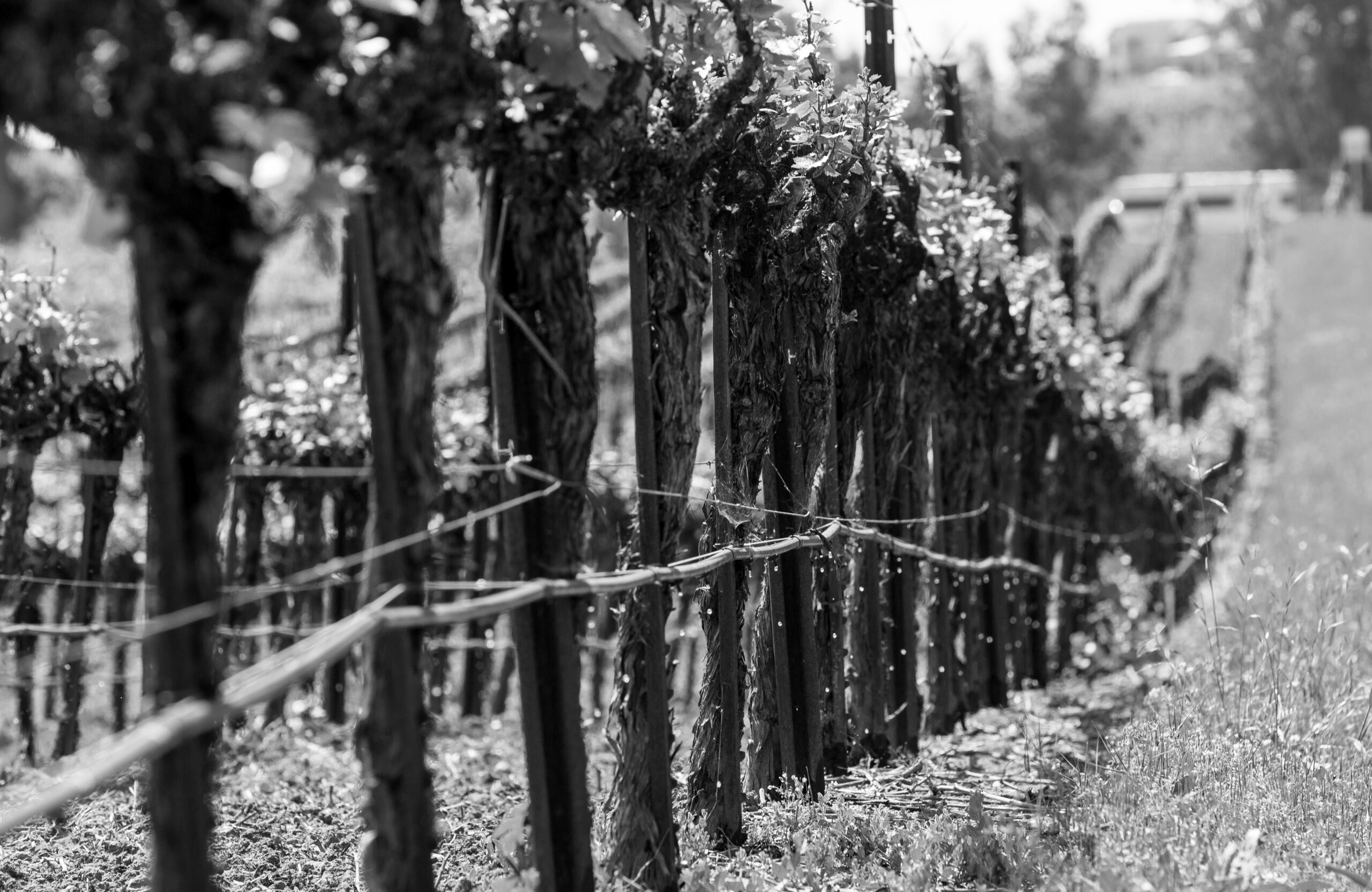 black and white image of vines
