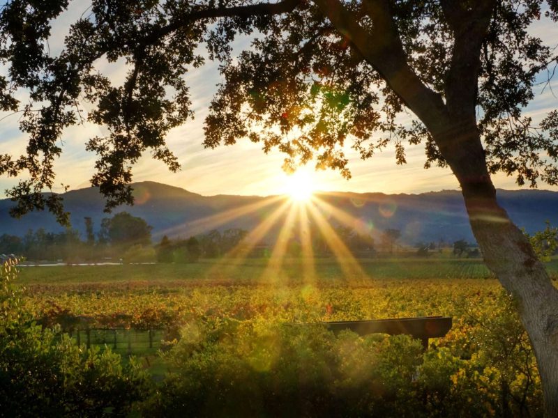 Napa Sunset
