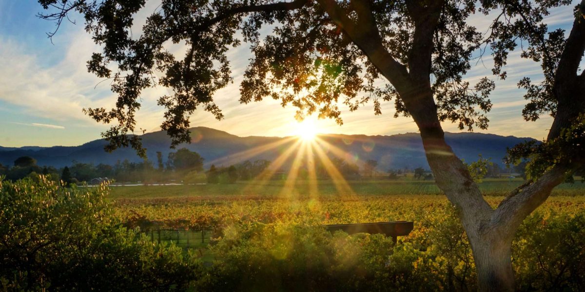 Napa Sunset Napa Sunset