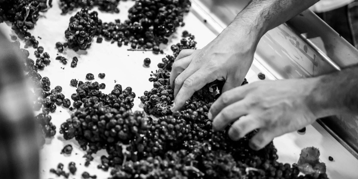 Grainy, high-contrast black and white image of male hands sorting wine grapes on a conveyor belt. Shallow depth of field. Grainy, high-contrast black and white image of male hands sorting wine grapes on a conveyor belt. Shallow depth of field.